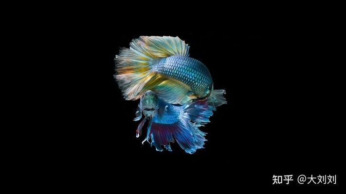 1米的魚缸用多大的水泵：1米的魚缸推薦使用20w-55w水泵具體的功率選擇