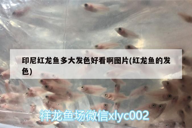 印尼紅龍魚多大發色好看啊圖片(紅龍魚的發色)