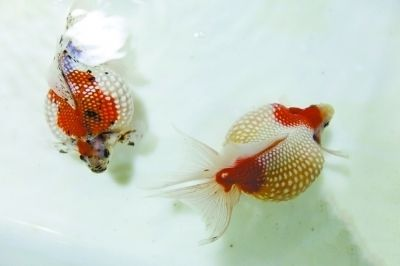 武漢紅龍魚拍賣公告：2018武漢紅龍魚拍賣會(huì)