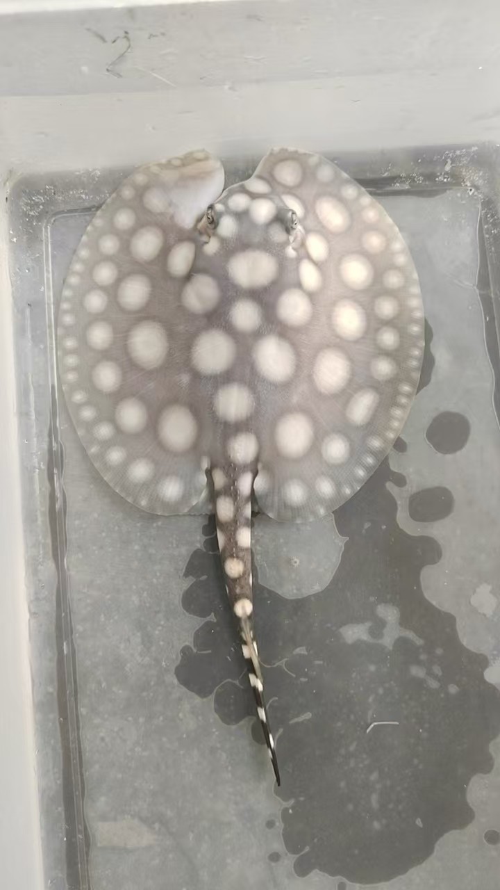 蝙蝠嘴滿月了