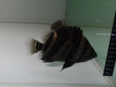 虎魚總是黑怎么辦：虎魚體色變黑可能與其基因有關(guān)，