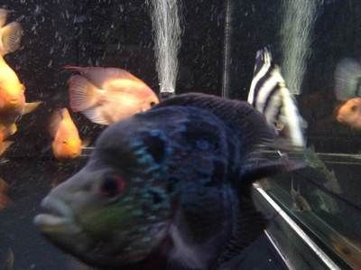 虎魚總是黑怎么辦：虎魚體色變黑可能與其基因有關(guān)，