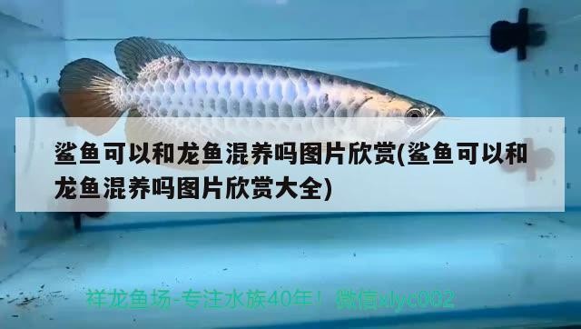 鯊魚可以和龍魚混養嗎圖片欣賞(鯊魚可以和龍魚混養嗎圖片欣賞大全)