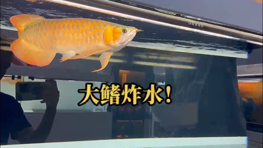 大鰭炸水