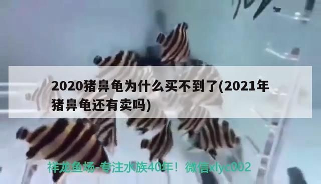 購買豬鼻龜龜案例分享：揭秘倒賣豬鼻龜的黑色產業鏈