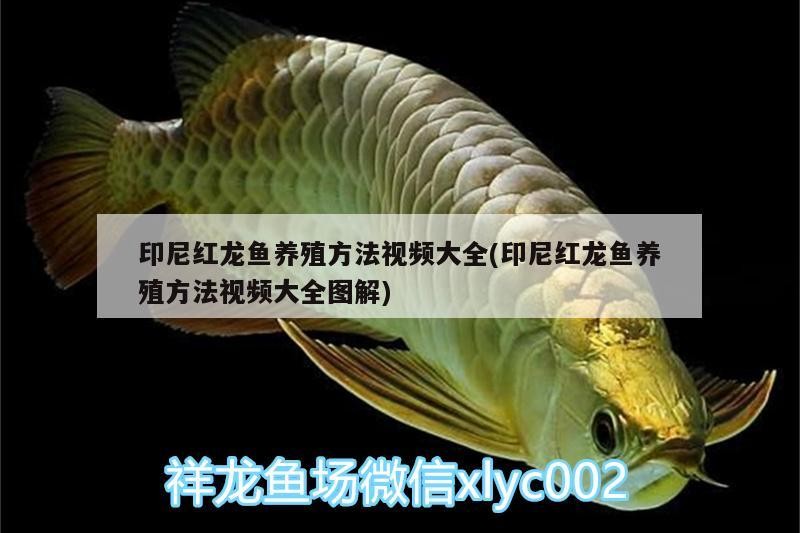龍魚怕什么 印尼紅龍魚養殖方法視頻大全(印尼紅龍魚養殖方法視頻大全圖解) 紅龍魚百科 印尼紅龍魚養殖方法視頻大全(印尼紅龍魚養殖方法視頻大全圖解) 印尼紅龍魚養殖方法視頻大全(印尼紅龍魚養殖方法視頻大全圖解) 紅龍魚百科
