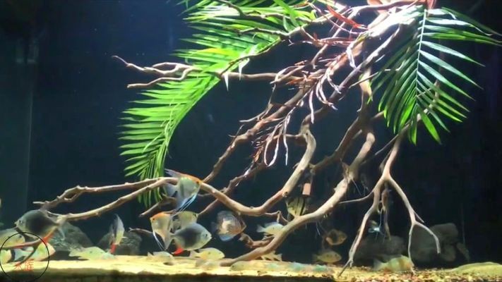 洛浦縣鑫達海洋水族館（洛浦縣鑫達海洋水族館電話）