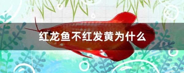 紅龍魚(yú)不紅的原因有哪些：導(dǎo)致紅龍魚(yú)顏色變淡或不紅的主要因素