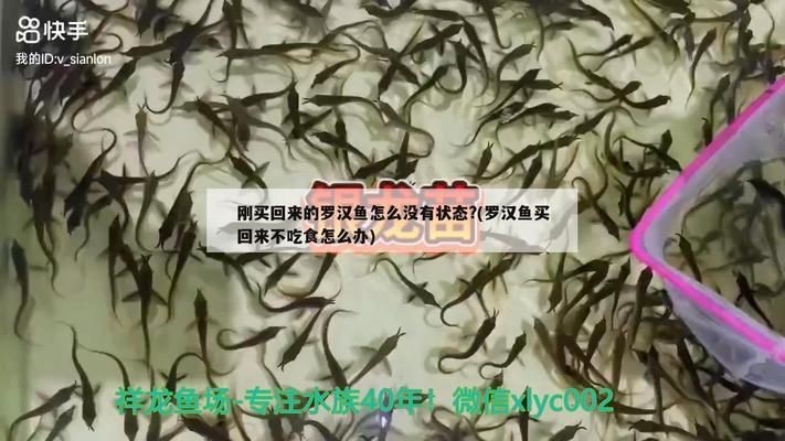 龍魚檢疫完不吃食怎么回事兒vs祥龍魚場：龍魚檢疫后不吃食的原因