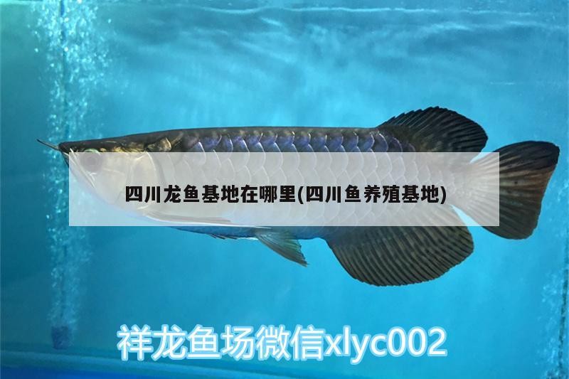 四川龍魚(yú)基地在哪里(四川魚(yú)養(yǎng)殖基地)