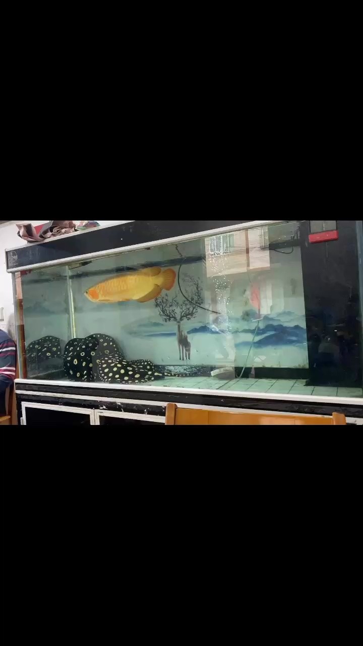 虹魚在1500*600的缸繁殖成功