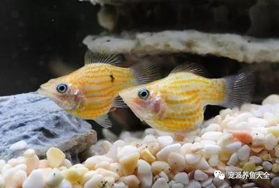 觀賞魚(yú)水族批發(fā)市場(chǎng)（國(guó)內(nèi)最大觀賞魚(yú)批發(fā)市場(chǎng)在哪里）