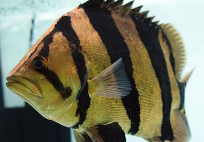 虎魚品相介紹怎么寫文案：虎魚品相介紹怎么寫