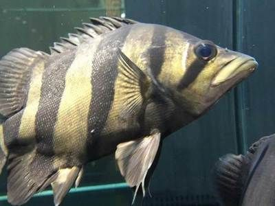 虎魚品相介紹怎么寫文案：虎魚品相介紹怎么寫