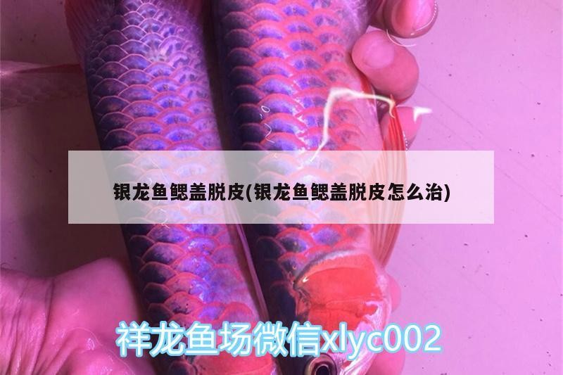銀龍魚鰓蓋脫皮(銀龍魚鰓蓋脫皮怎么治)