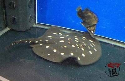 白子黑金魟魚：白子黑金魟魚可能是白子皇冠和黑金兩種品種混合體