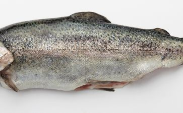 白子黑金魟魚：白子黑金魟魚可能是白子皇冠和黑金兩種品種混合體