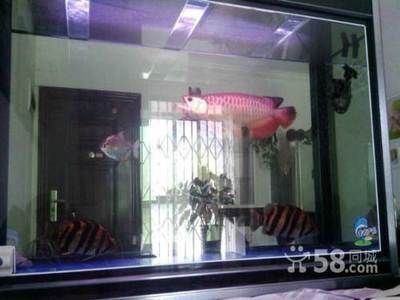 紅龍魚好養(yǎng)嗎怎么養(yǎng)的：養(yǎng)殖紅龍魚需要注意什么？