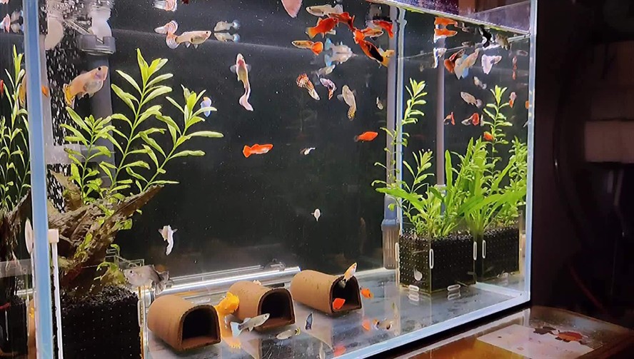 380的魚缸能養多少孔雀魚：380魚缸適合養哪些小型熱帶魚