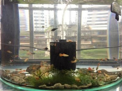 380的魚缸能養多少孔雀魚：380魚缸適合養哪些小型熱帶魚
