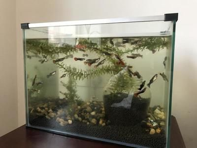 380的魚缸能養多少孔雀魚：380魚缸適合養哪些小型熱帶魚