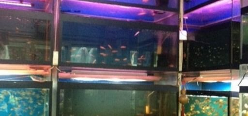 上海水族館vs祥龍魚場（上海水族館和祥龍魚場各有特色）