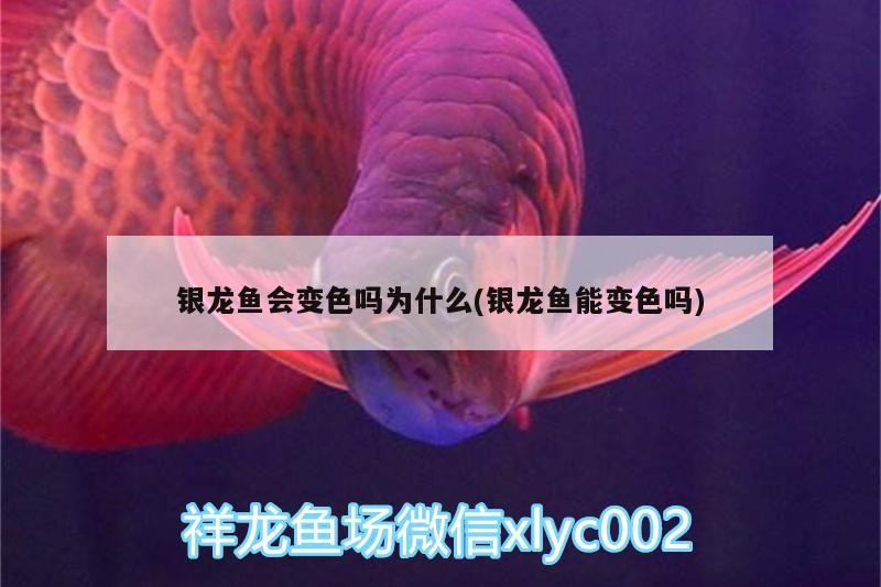 銀龍魚會變色嗎為什么(銀龍魚能變色嗎)