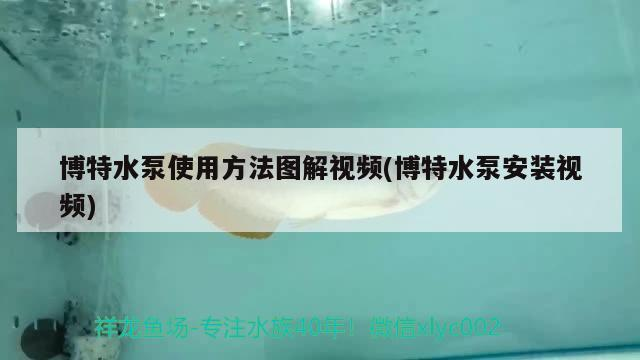 印度尼西亞紅龍魚價格 博特水泵使用方法圖解視頻(博特水泵安裝視頻) 博特水族 博特水泵使用方法圖解視頻(博特水泵安裝視頻) 博特水泵使用方法圖解視頻(博特水泵安裝視頻) 博特水族