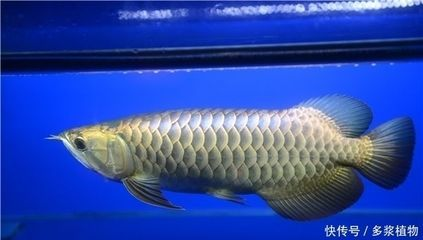 龍魚長須瘤