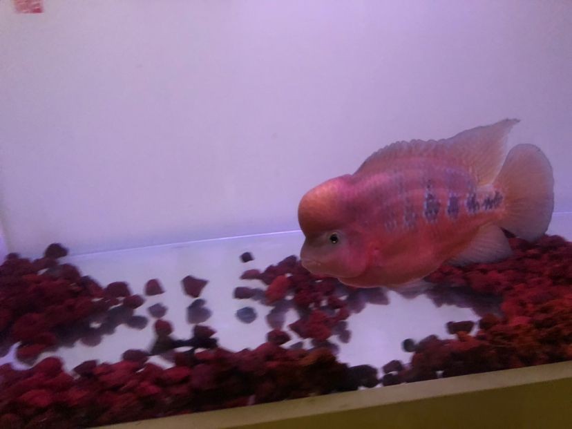 紅帝王雷龍魚繁殖方法