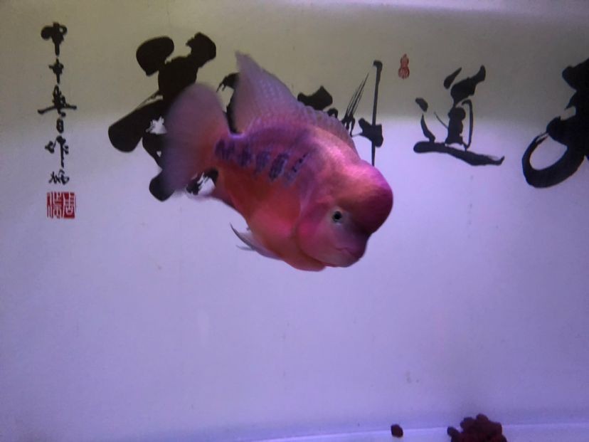 紅帝王雷龍魚繁殖方法