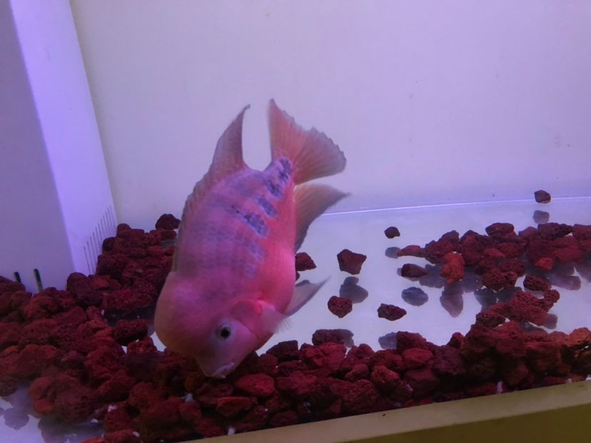 紅帝王雷龍魚繁殖方法