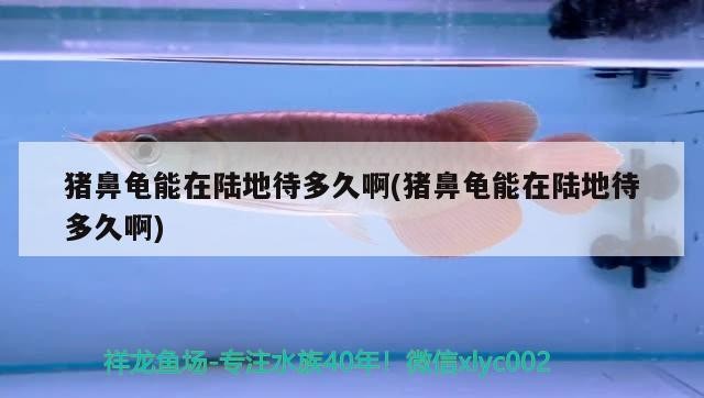 豬鼻龜能在陸地待多久啊(豬鼻龜能在陸地待多久啊)