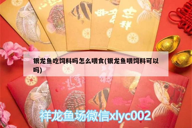 銀龍魚吃飼料嗎怎么喂食(銀龍魚喂飼料可以嗎)