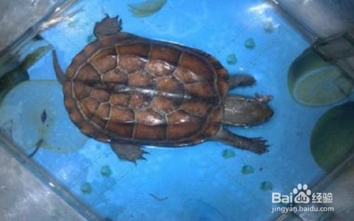 大魚缸怎么養烏龜：在大魚缸中養烏龜的基本步驟和注意事項