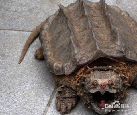 大魚缸怎么養烏龜：在大魚缸中養烏龜的基本步驟和注意事項