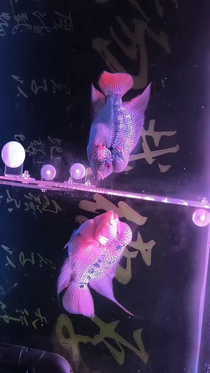 鸚鵡魚和銀龍魚混養怎樣喂食 俺要親親???? 龍魚論壇 俺要親親???? 俺要親親???? 龍魚論壇