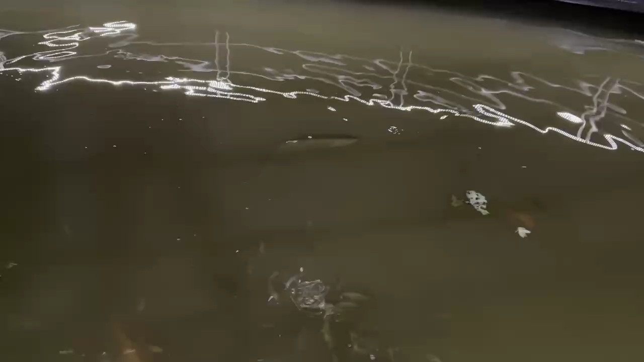 這條野生龍魚大概價(jià)值多少？