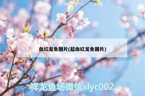 血紅龍魚：養(yǎng)殖血紅龍魚需要注意什么？