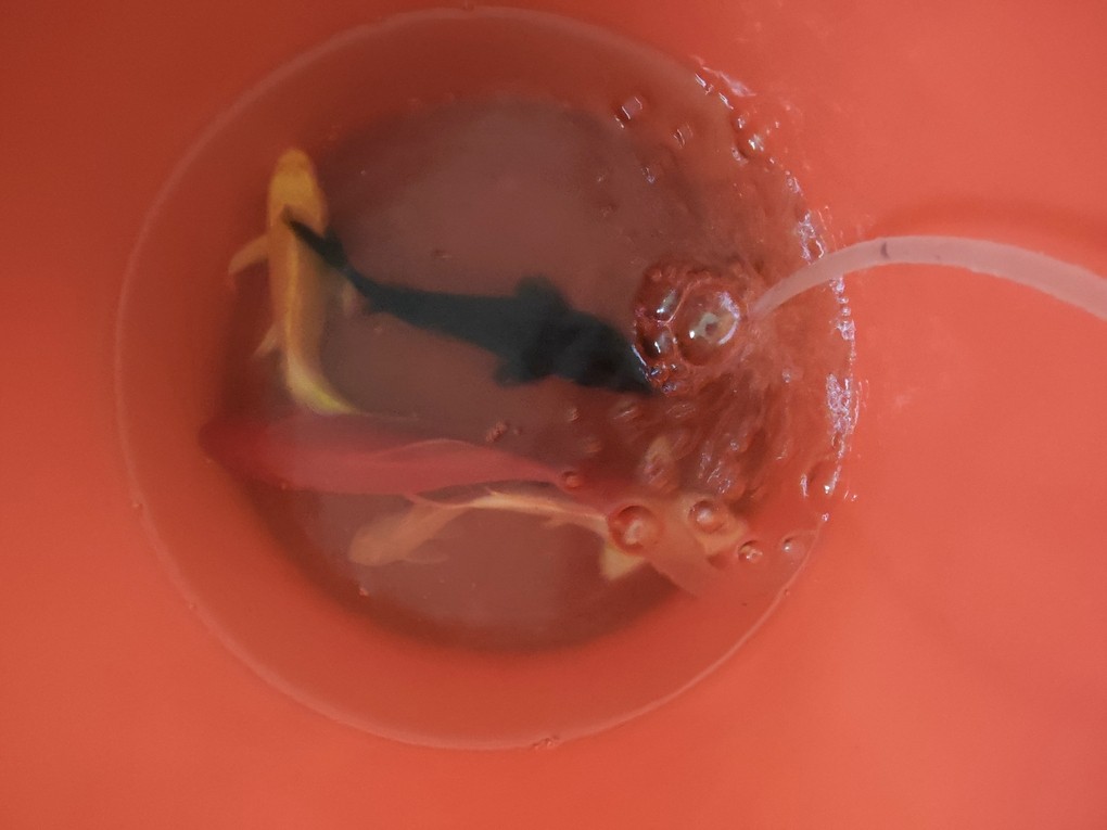 魚缸添新魚