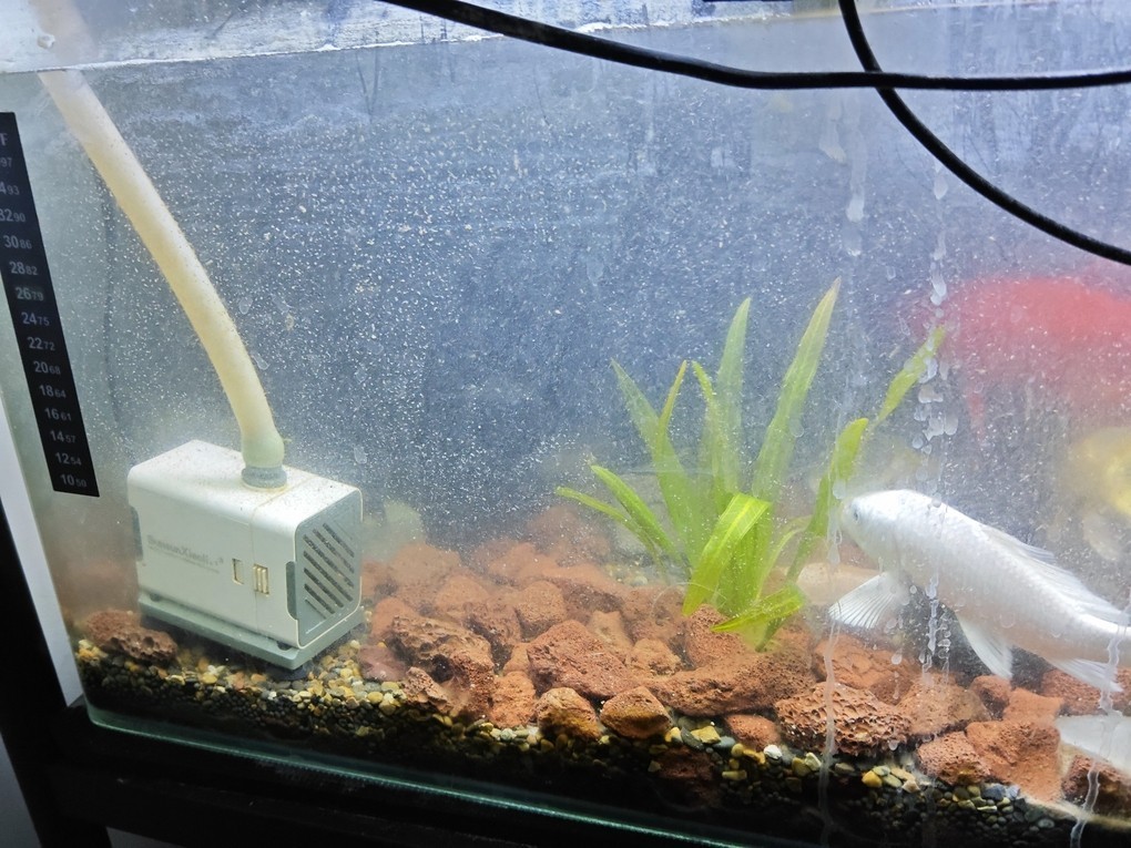 魚缸添新魚
