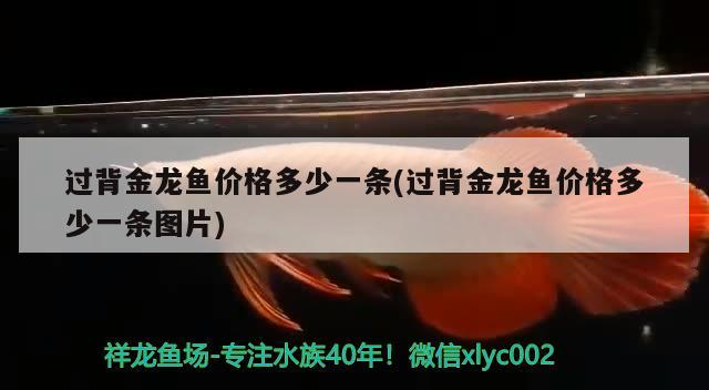 過背金龍魚價格多少一條(過背金龍魚價格多少一條圖片)