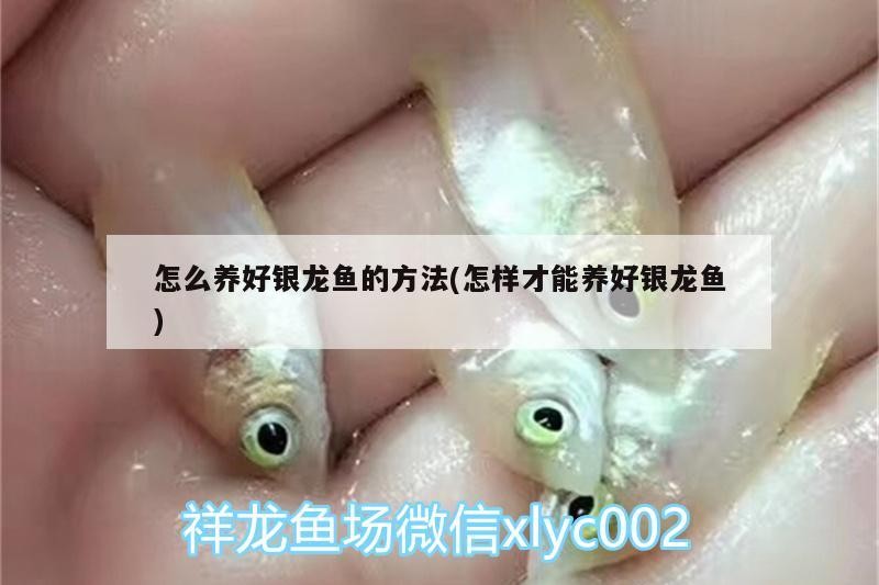 怎么養好銀龍魚的方法(怎樣才能養好銀龍魚)