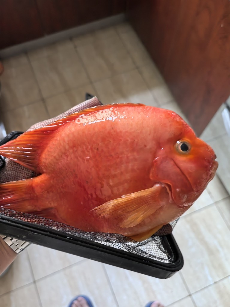 可惜