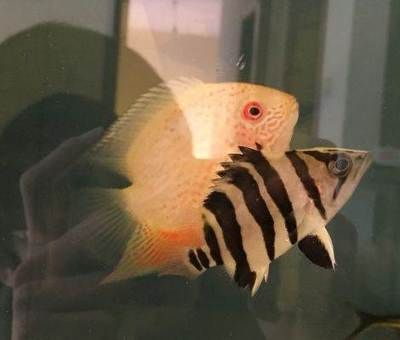 小虎魚眼睛內蒙怎么辦：小虎魚眼睛內蒙怎么辦虎魚內蒙眼治療方法