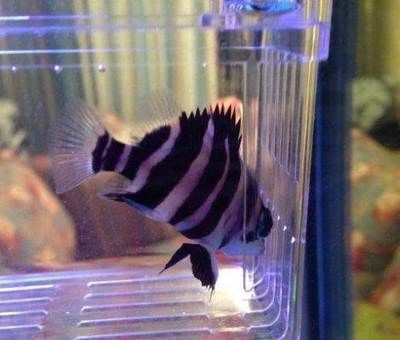 小虎魚眼睛內蒙怎么辦：小虎魚眼睛內蒙怎么辦虎魚內蒙眼治療方法