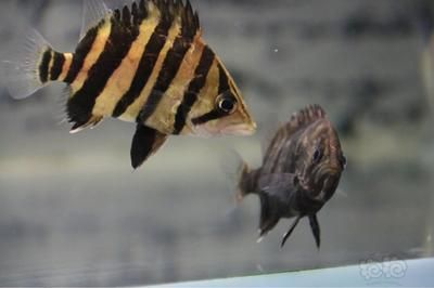 小虎魚眼睛內蒙怎么辦：小虎魚眼睛內蒙怎么辦虎魚內蒙眼治療方法
