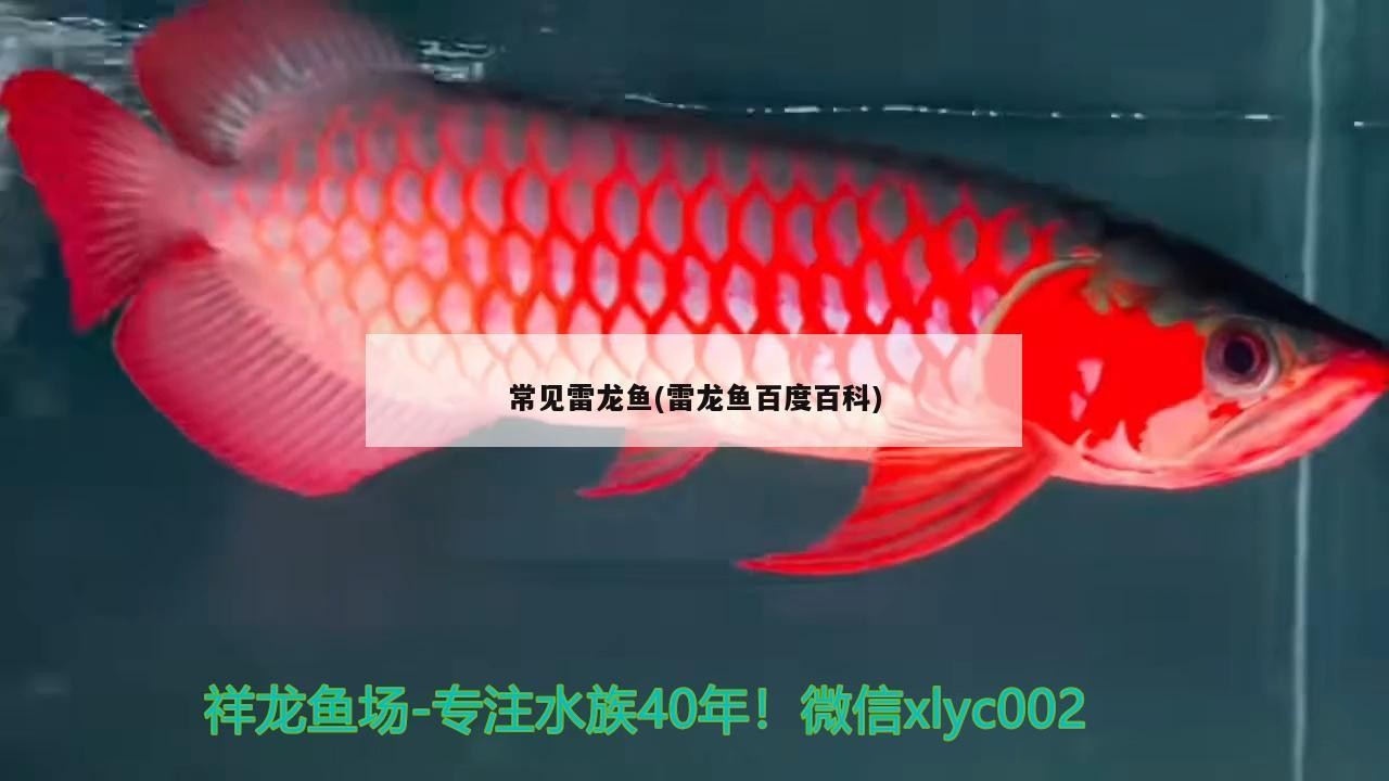 為什么銀龍魚眼有白膜呢(銀龍魚眼睛外面有白膜看不見了)