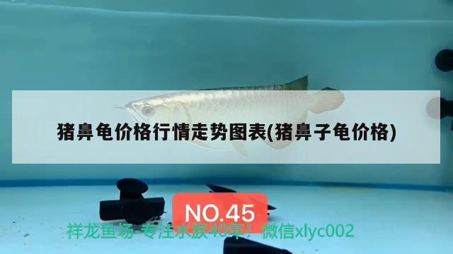 豬鼻龜價格行情走勢圖表(豬鼻子龜價格)