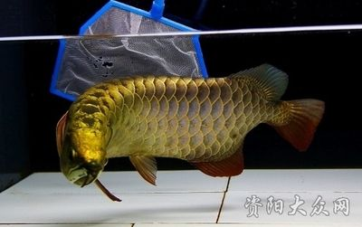 資陽龍魚vs祥龍魚場（資陽龍魚和祥龍魚場哪個好）